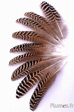 Adler (Imitation) - 25-30 cm - getigert mit Flecken